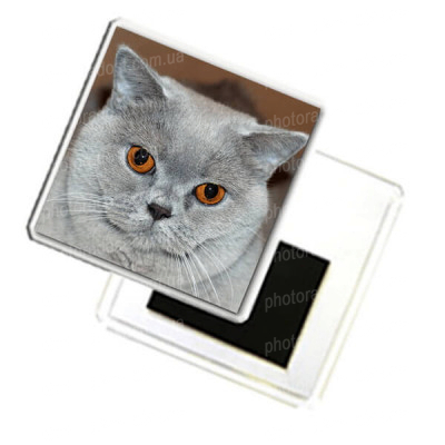 ФотоМагнит