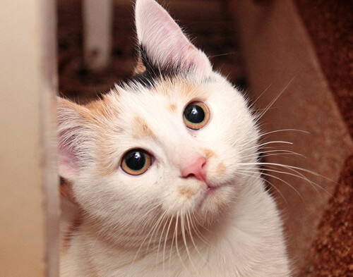 убрать красный глаз