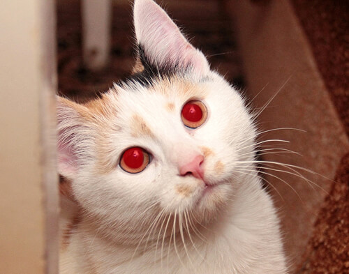 красные глаза