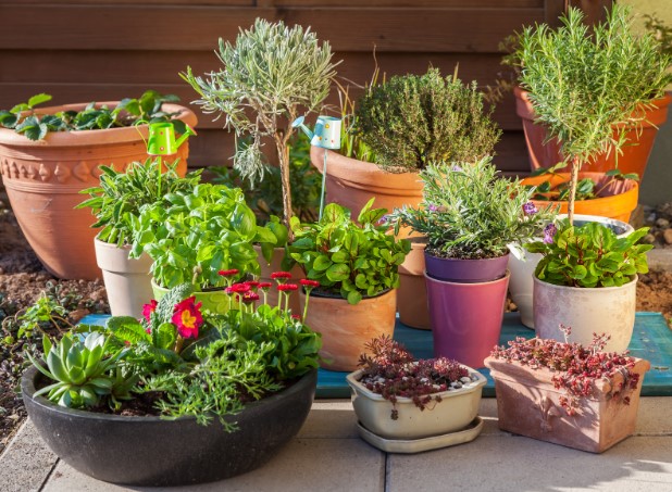 советы по выбору горшка для цветов