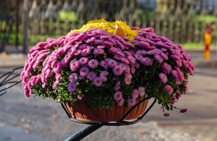 как не ошибиться с размером горшка при пересадке